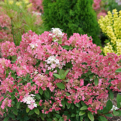 Hydrangea - Panicle - Little QUICK FIRE