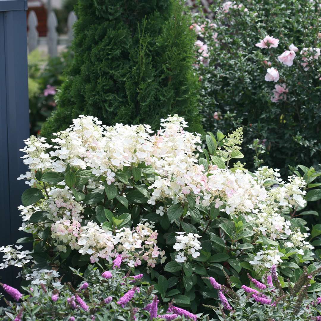 Hydrangea - Panicle - Little QUICK FIRE