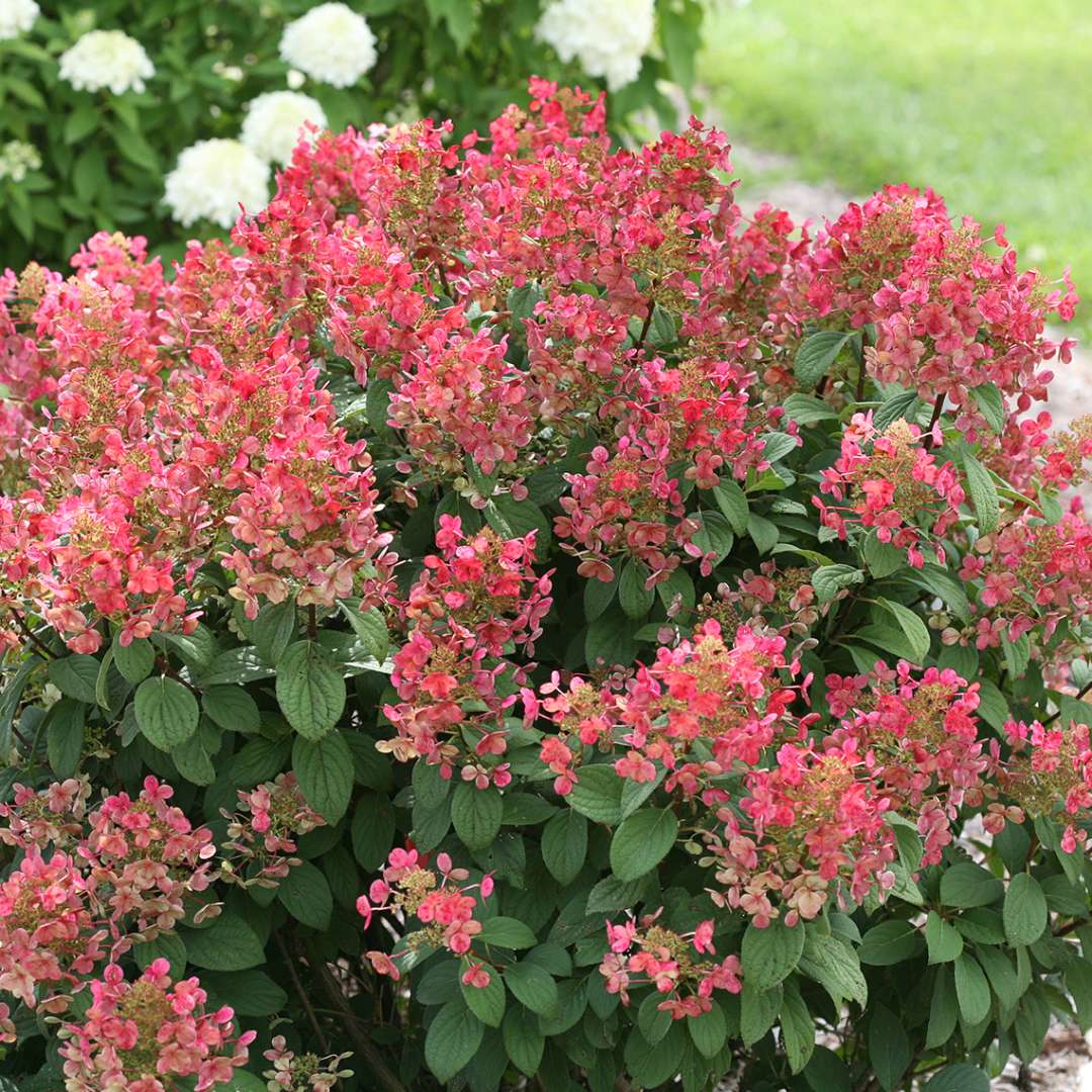 Hydrangea - Panicle - Little QUICK FIRE