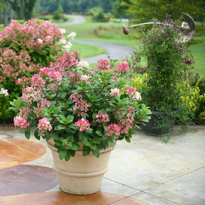 Hydrangea - Panicle - Little QUICK FIRE