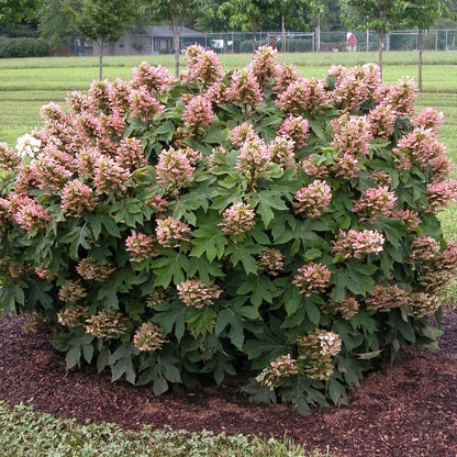 Hydrangea - Oakleaf - Munchkin