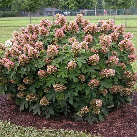 Hydrangea - Oakleaf - Munchkin