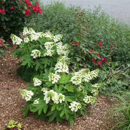 Hydrangea - Oakleaf - Munchkin