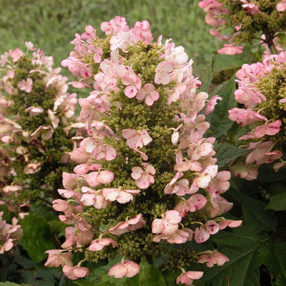 Hydrangea - Oakleaf - Munchkin