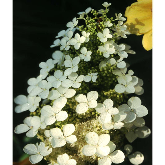 Hydrangea - Oakleaf - Pee Wee