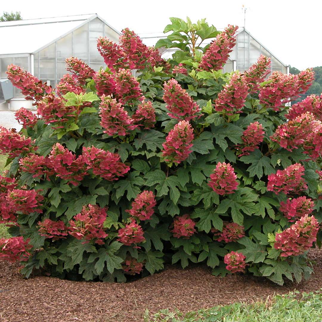 Hydrangea - Oakleaf - Ruby Slippers