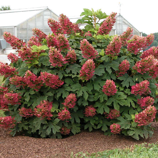 Hydrangea - Oakleaf - Ruby Slippers