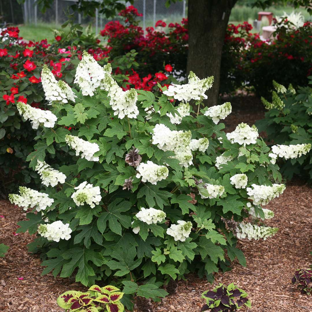 Hydrangea - Oakleaf - Ruby Slippers
