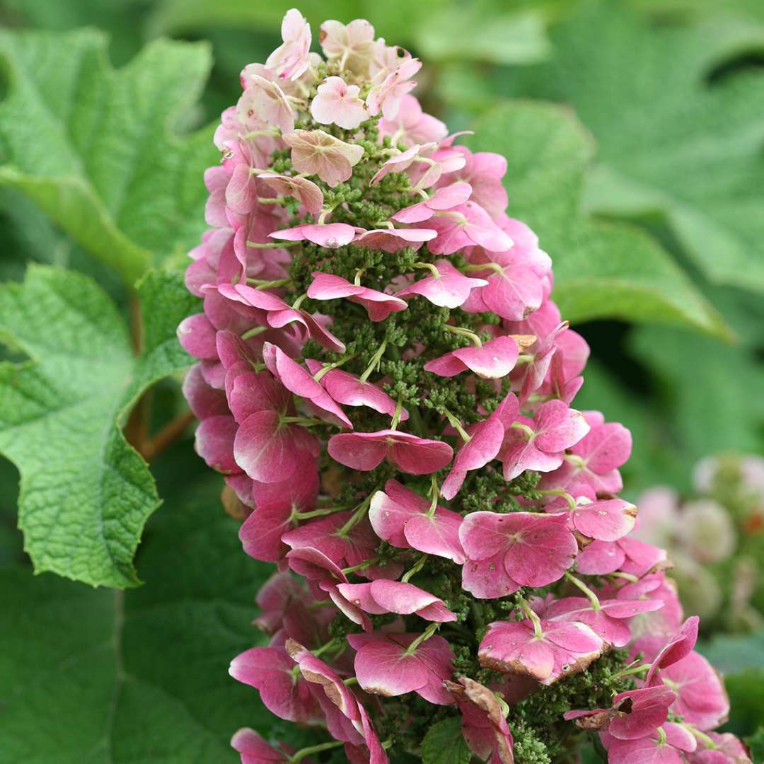 Hydrangea - Oakleaf - Ruby Slippers