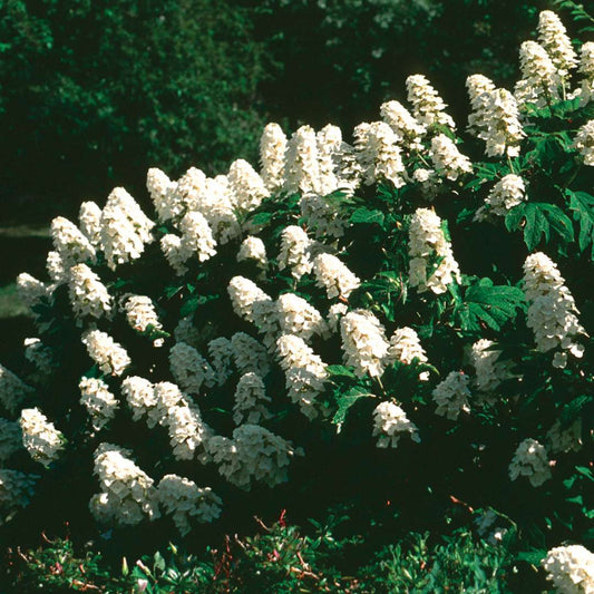 Hydrangea - Oakleaf - Snow Queen