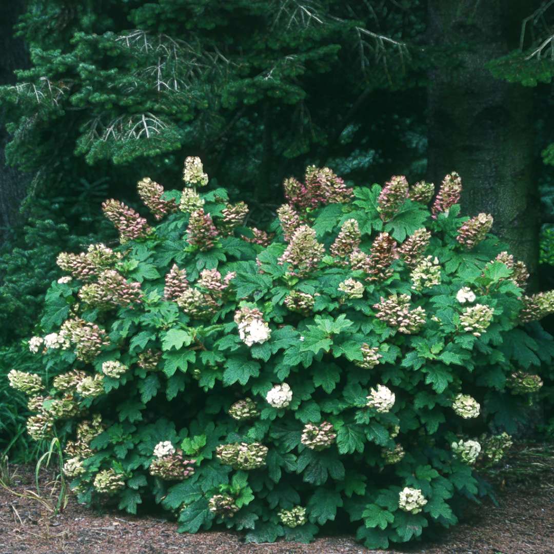 Hydrangea - Oakleaf - Snow Queen