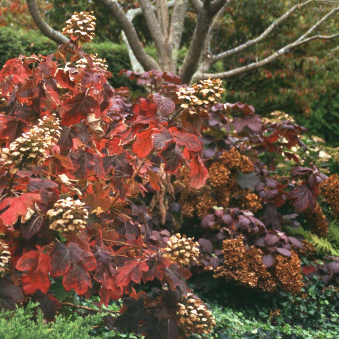 Hydrangea - Oakleaf - Snow Queen
