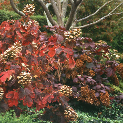Hydrangea - Oakleaf - Snow Queen