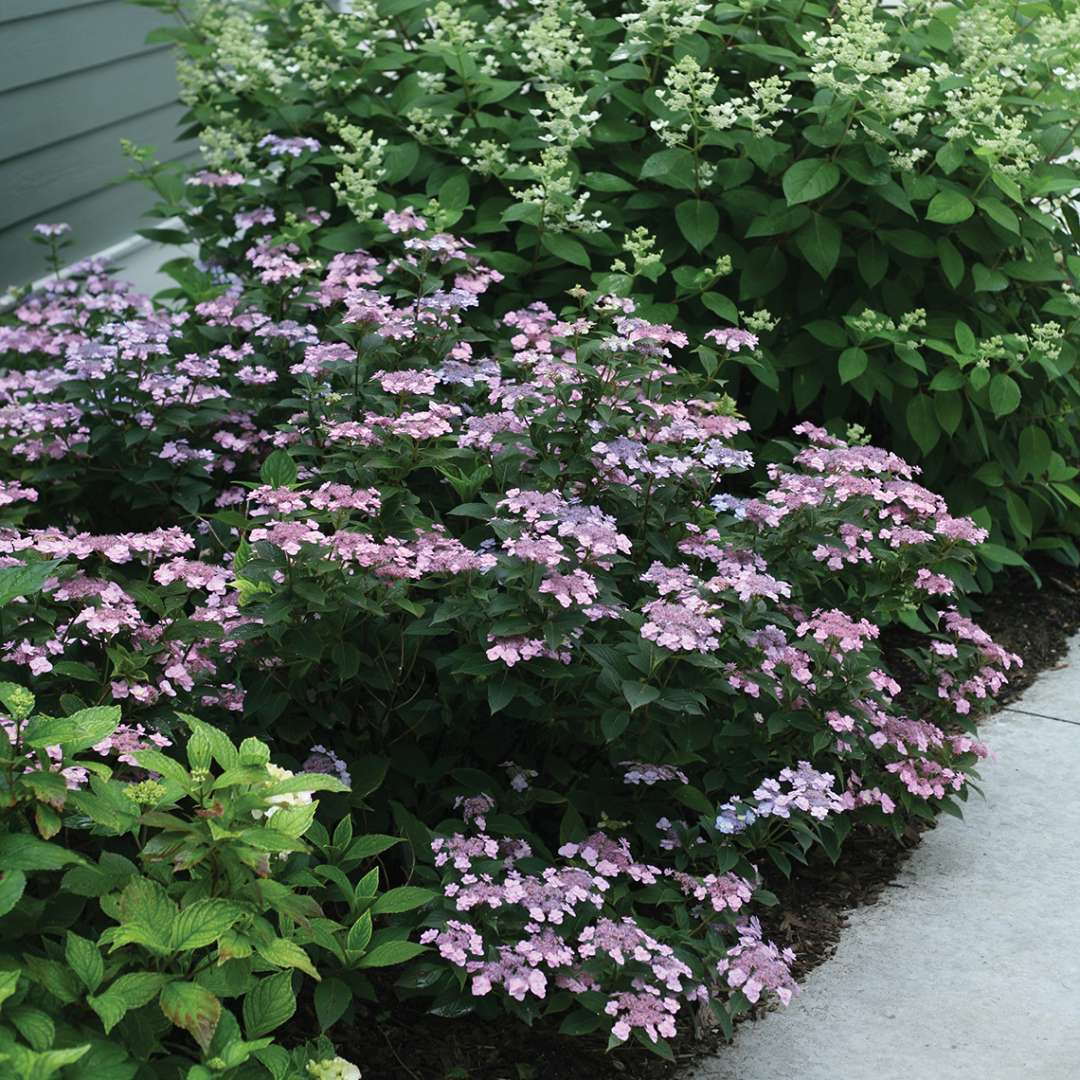 Hydrangea - Mountain - Tiny TUFF STUFF