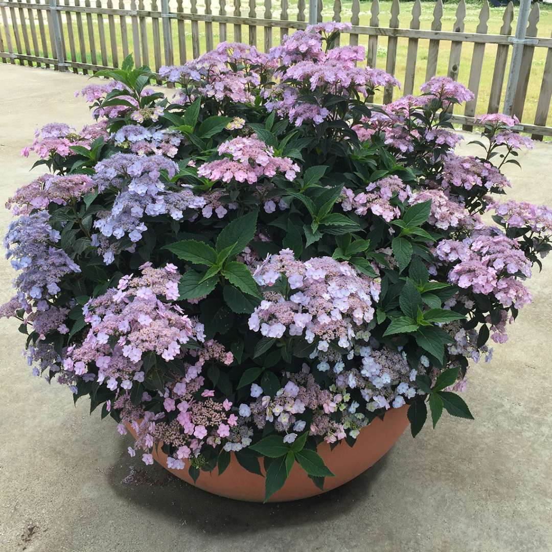 Hydrangea - Mountain - Tiny TUFF STUFF