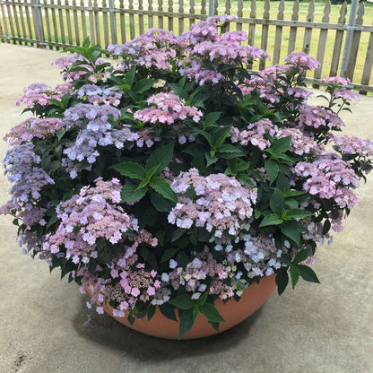 Hydrangea - Mountain - Tiny TUFF STUFF