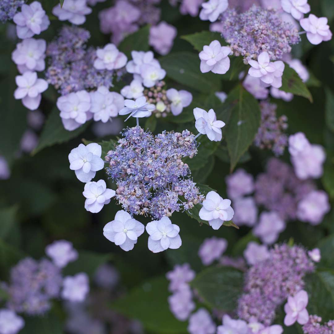 Hydrangea - Mountain - Tiny TUFF STUFF