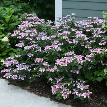 Hydrangea - Mountain - Tiny TUFF STUFF