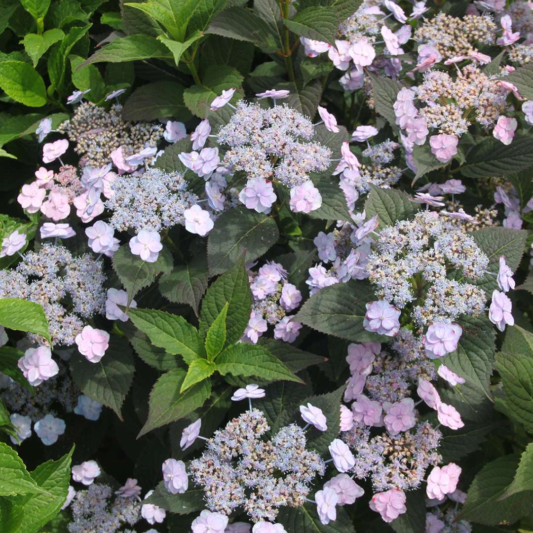 Hydrangea - Mountain - Tiny TUFF STUFF