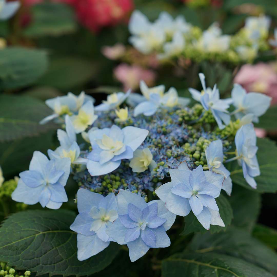 Hydrangea - Mountain - TUFF STUFF AH-HA