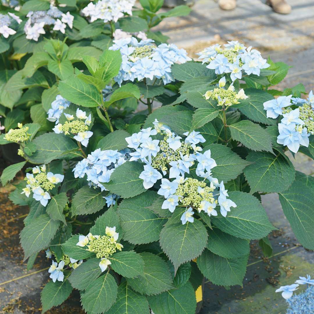 Hydrangea - Mountain - TUFF STUFF AH-HA