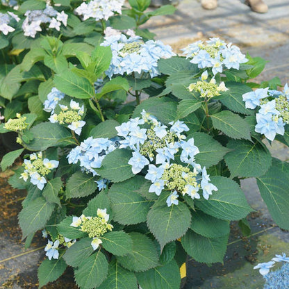 Hydrangea - Mountain - TUFF STUFF AH-HA
