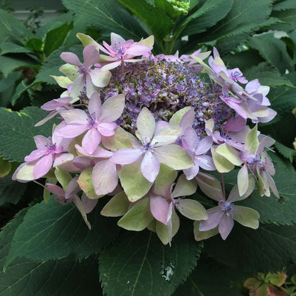 Hydrangea - Mountain - TUFF STUFF AH-HA