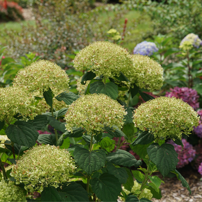 Smooth Hydrangea - INCREDIBALL STORM PROOF