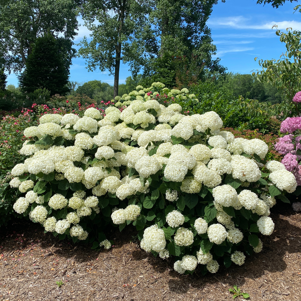 Smooth Hydrangea - INCREDIBALL STORM PROOF