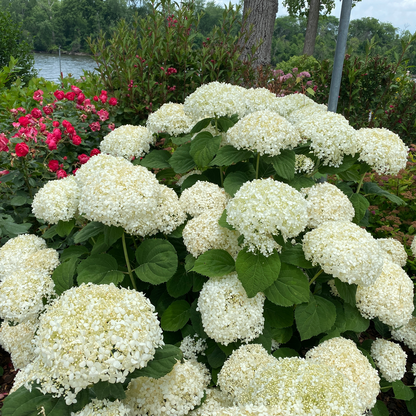Smooth Hydrangea - INCREDIBALL STORM PROOF