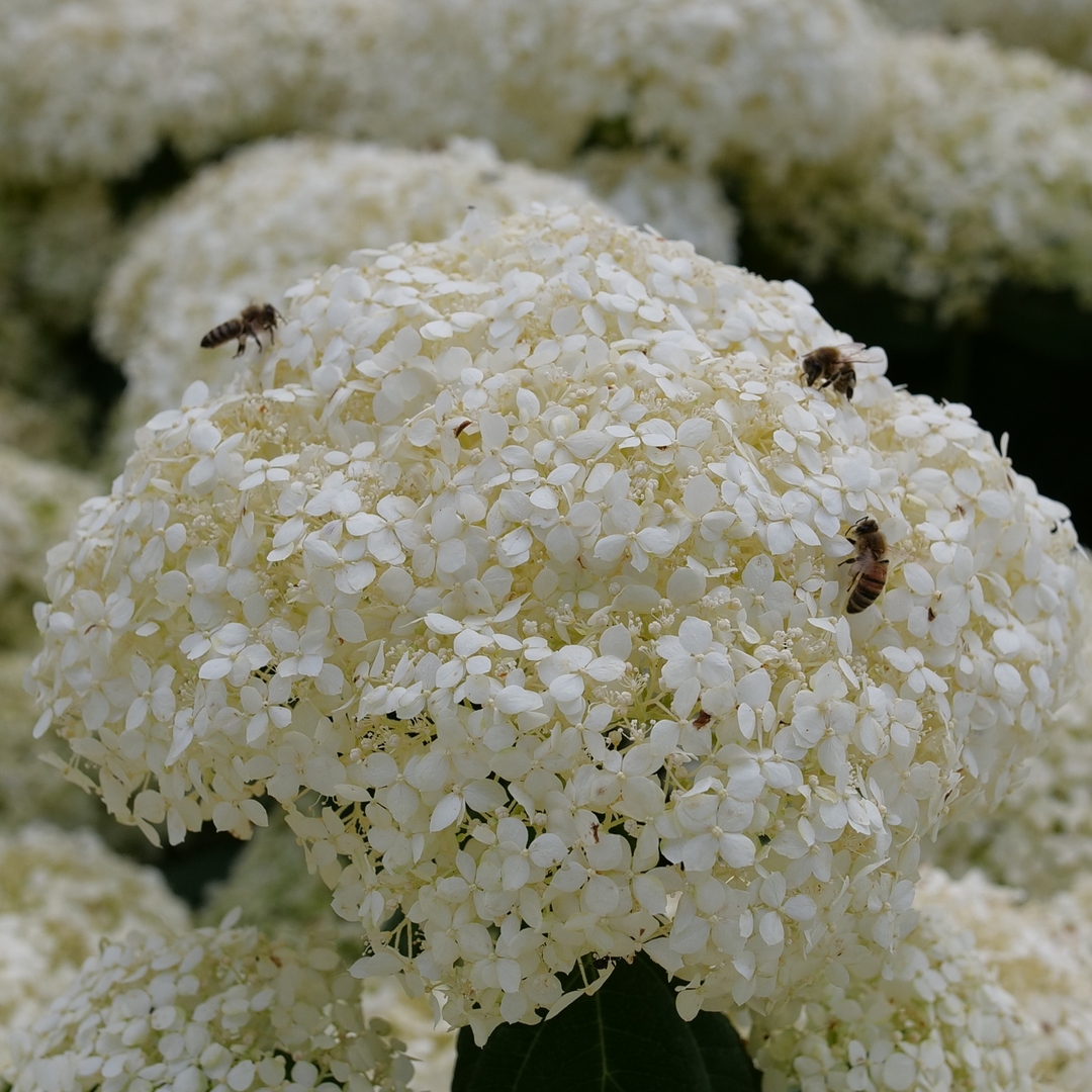 Smooth Hydrangea - INCREDIBALL STORM PROOF
