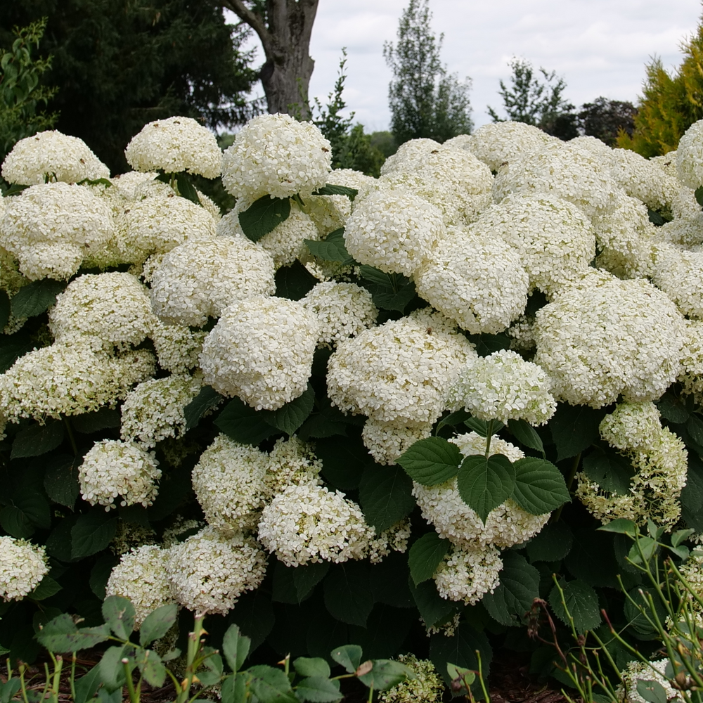 Smooth Hydrangea - INCREDIBALL STORM PROOF