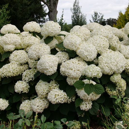 Smooth Hydrangea - INCREDIBALL STORM PROOF