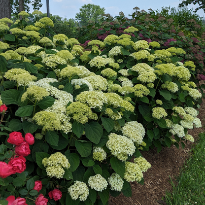 Smooth Hydrangea - INCREDIBALL STORM PROOF