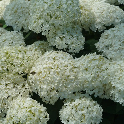 Smooth Hydrangea - INVINCIBELLE WEE WHITE 2.0