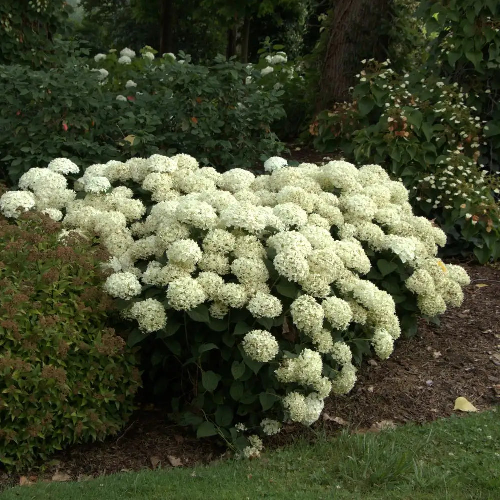 Smooth Hydrangea - INVINCIBELLE WEE WHITE 2.0