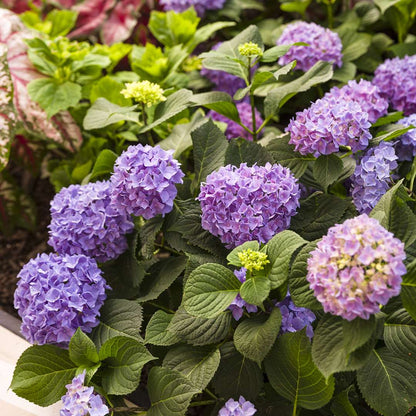 Hydrangea - Reblooming - LET’S DANCE RHYTHMIC BLUE