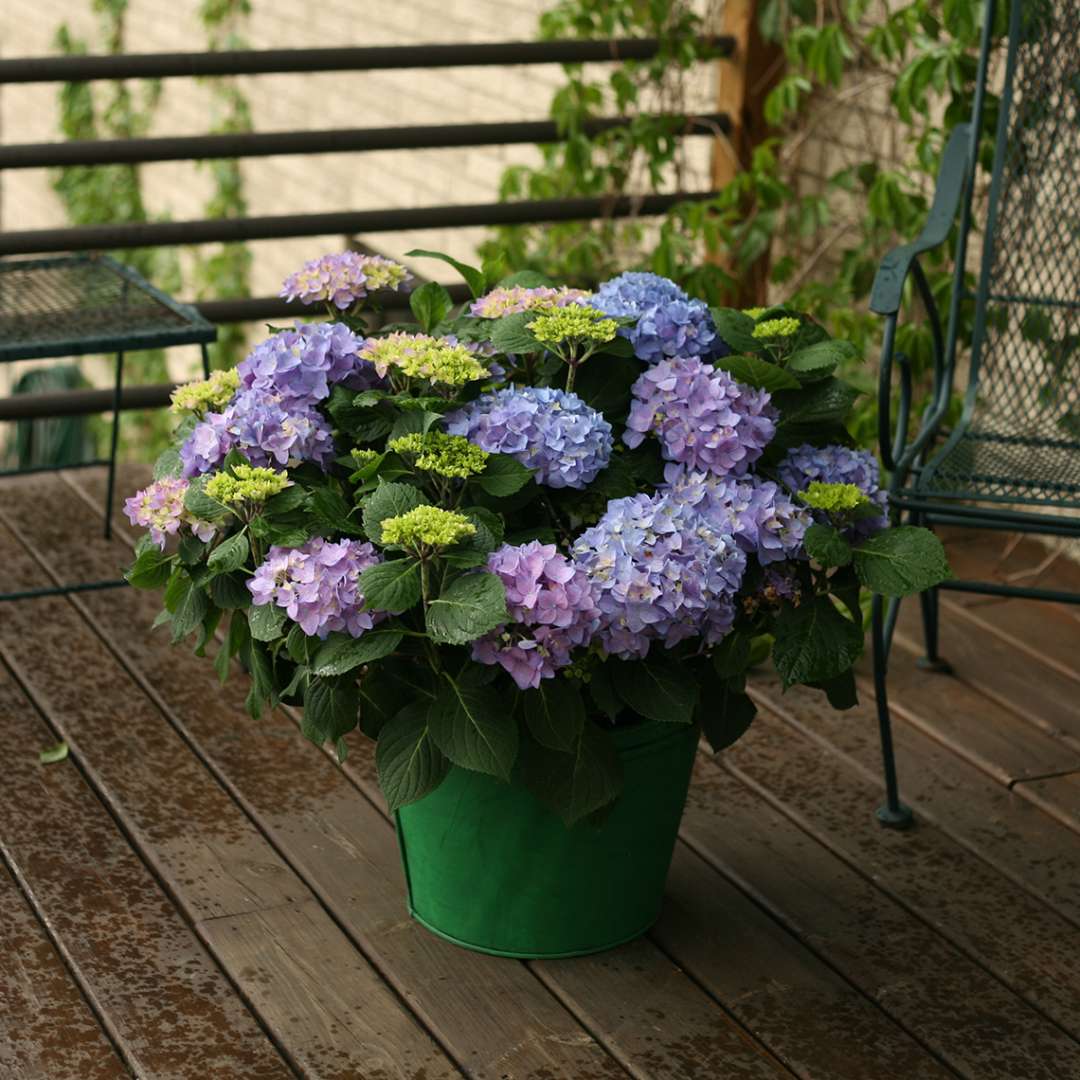 Hydrangea - Reblooming - LET’S DANCE RHYTHMIC BLUE