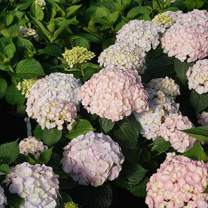 Bigleaf hydrangea - WEE BIT INNOCENT