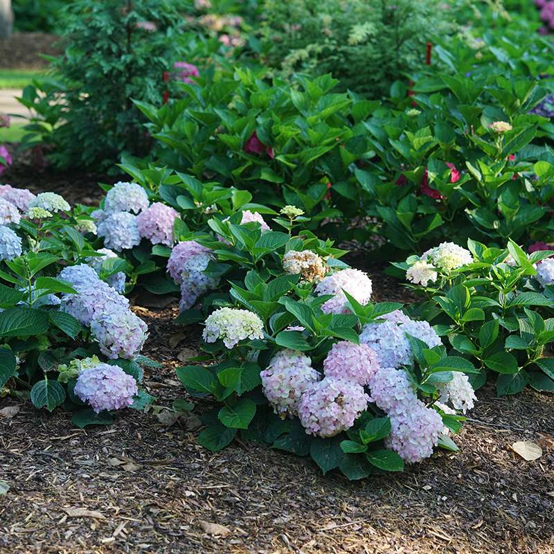 Bigleaf hydrangea - WEE BIT INNOCENT