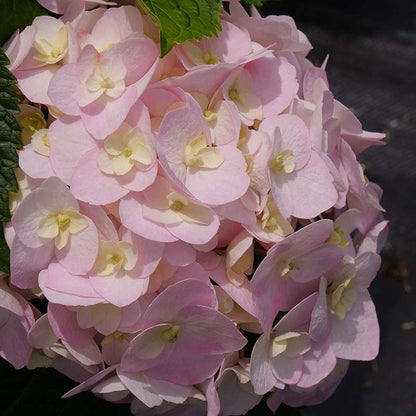 Bigleaf hydrangea - WEE BIT INNOCENT