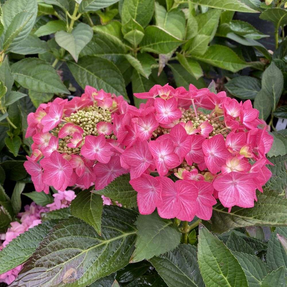 Reblooming Bigleaf Hydrangeas - LET’S DANCE HOT STEPPER