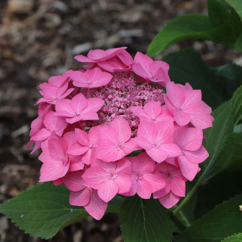 Reblooming Bigleaf Hydrangeas - LET’S DANCE HOT STEPPER