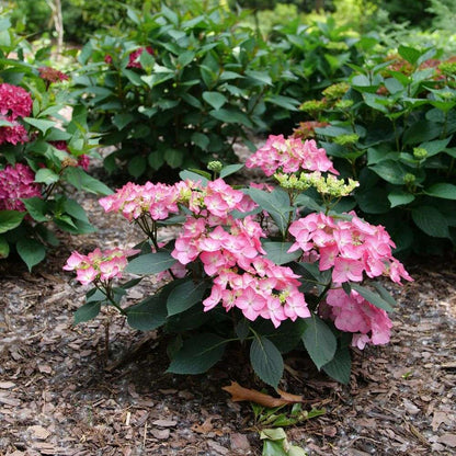 Reblooming Bigleaf Hydrangeas - LET’S DANCE HOT STEPPER