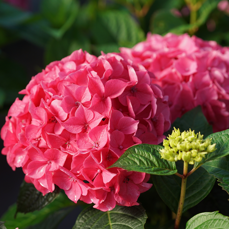 Bigleaf Hydrangea - LET’S DANCE LOVABLE
