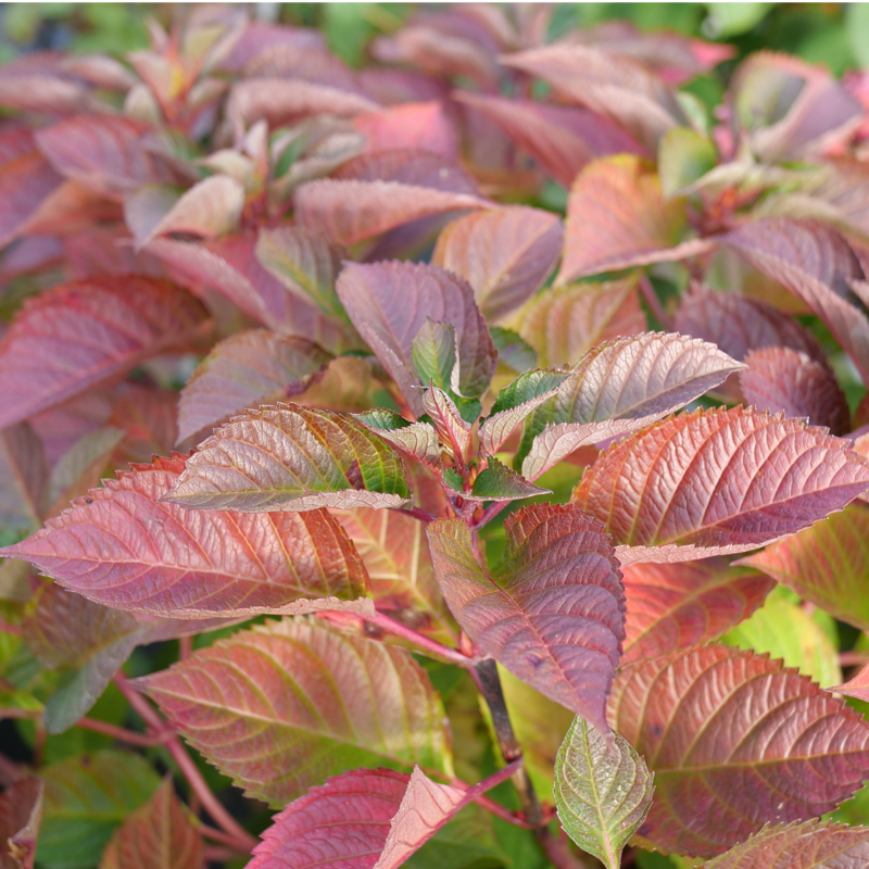 Bigleaf Hydrangea - LET’S DANCE LOVABLE