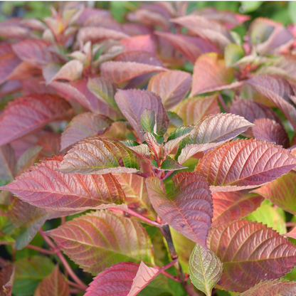 Bigleaf Hydrangea - LET’S DANCE LOVABLE