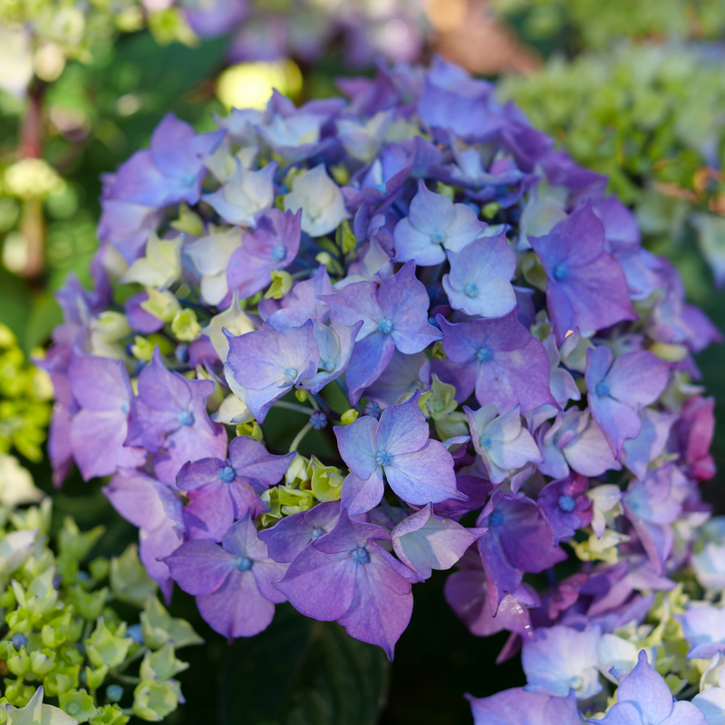 Bigleaf Hydrangea - LET’S DANCE LOVABLE