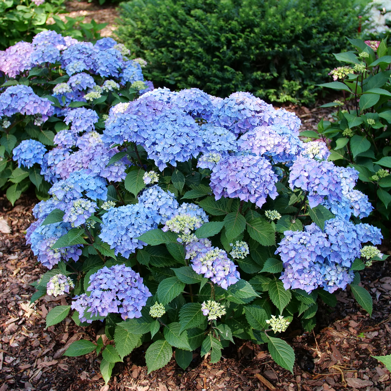 Bigleaf Hydrangea - LET’S DANCE LOVABLE