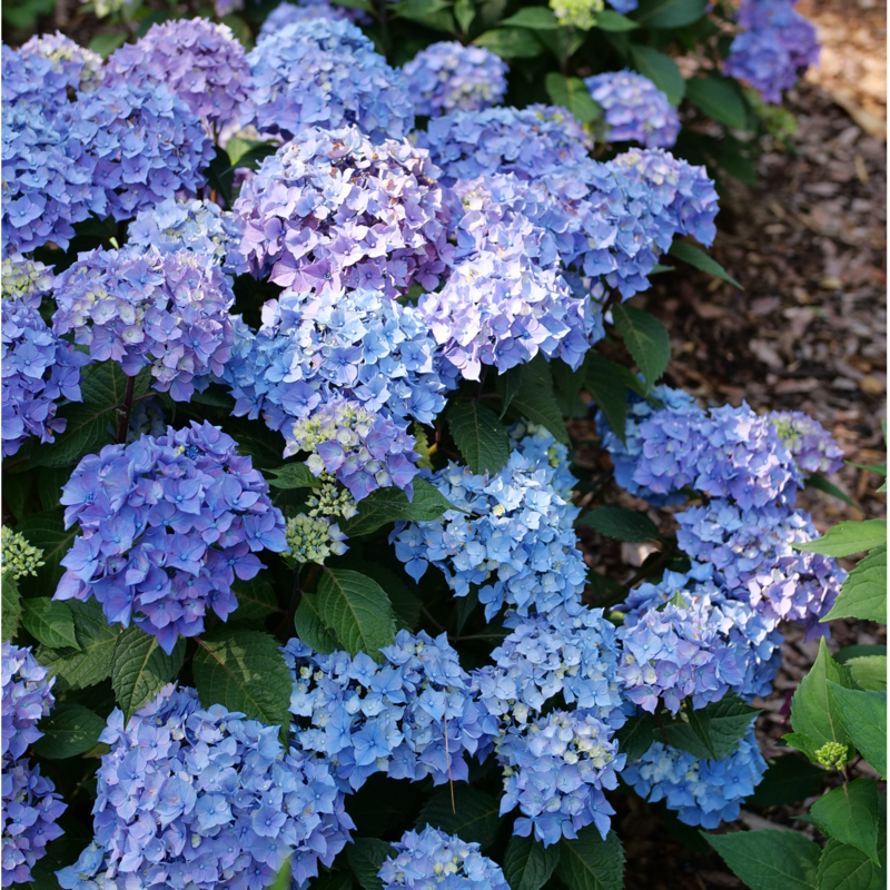 Bigleaf Hydrangea - LET’S DANCE LOVABLE